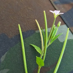 Epilobium tetragonum
