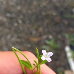 Epilobium tetragonum