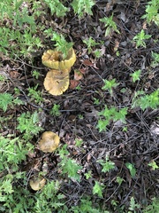 Omphalotus subilludens