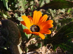 Arctotis breviscapa