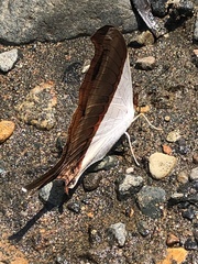 Marpesia zerynthia