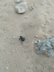 Scaurus puncticollis