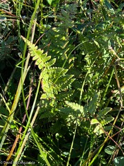 Dryopteris cristata