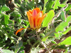 Arctotis breviscapa