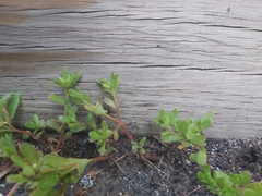 Portulaca oleracea