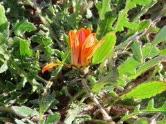 Arctotis breviscapa