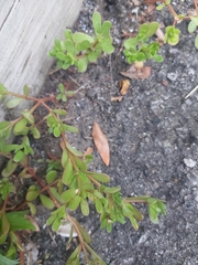 Portulaca oleracea