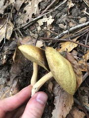 Suillus hirtellus