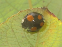 Hesperomyces harmoniae