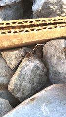 Sclerosomatidae