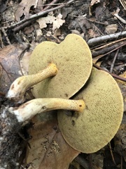 Suillus hirtellus