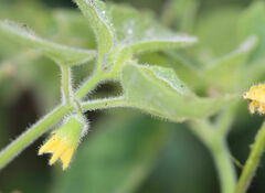 Physalis missouriensis