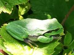 Hyla arborea