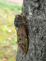 Graptopsaltria nigrofuscata