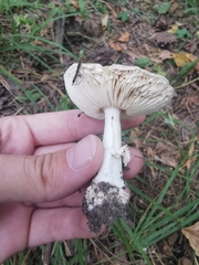 Amanita pantherina