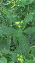 Verbesina alternifolia