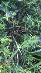 Eragrostis spectabilis