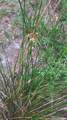 Juncus effusus