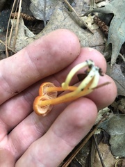 Hygrocybe miniata