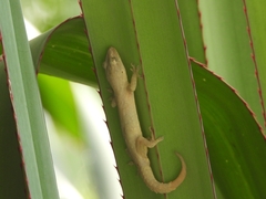 Hemidactylus frenatus