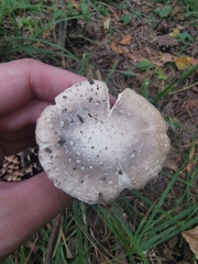 Amanita pantherina