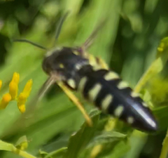 Bicyrtes quadrifasciatus