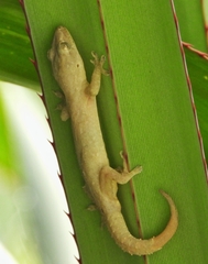 Hemidactylus frenatus