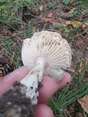 Amanita pantherina
