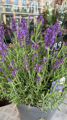 Lavandula angustifolia