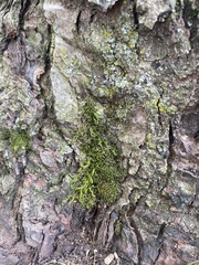 Pseudanomodon attenuatus