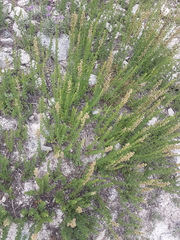 Artemisia michauxiana