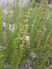 Artemisia michauxiana