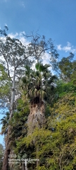 Washingtonia robusta