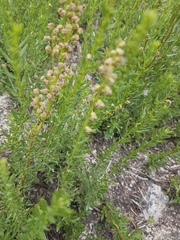 Artemisia michauxiana