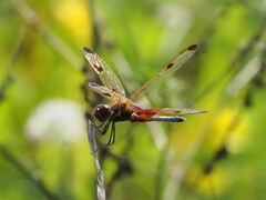 Celithemis elisa