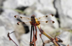 Celithemis elisa