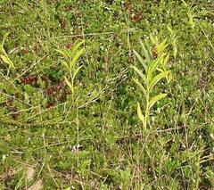 Maianthemum stellatum