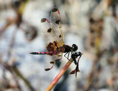 Celithemis elisa