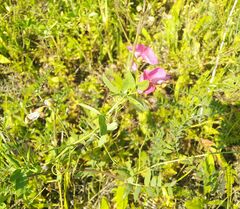 Lathyrus tuberosus