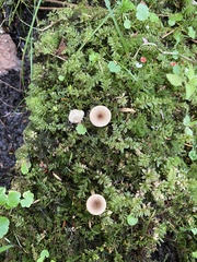 Lactarius griseus