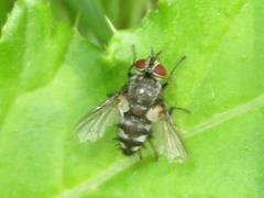 Tachinidae