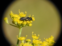Hylaeus punctatus