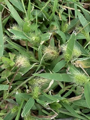 Setaria viridis