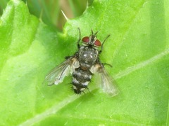 Tachinidae