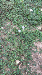 Zephyranthes chlorosolen