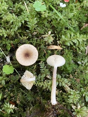Lactarius griseus