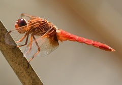 Libellula