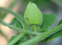 Physalis missouriensis