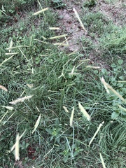 Bouteloua gracilis