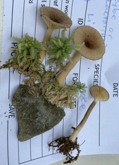 Lactarius griseus